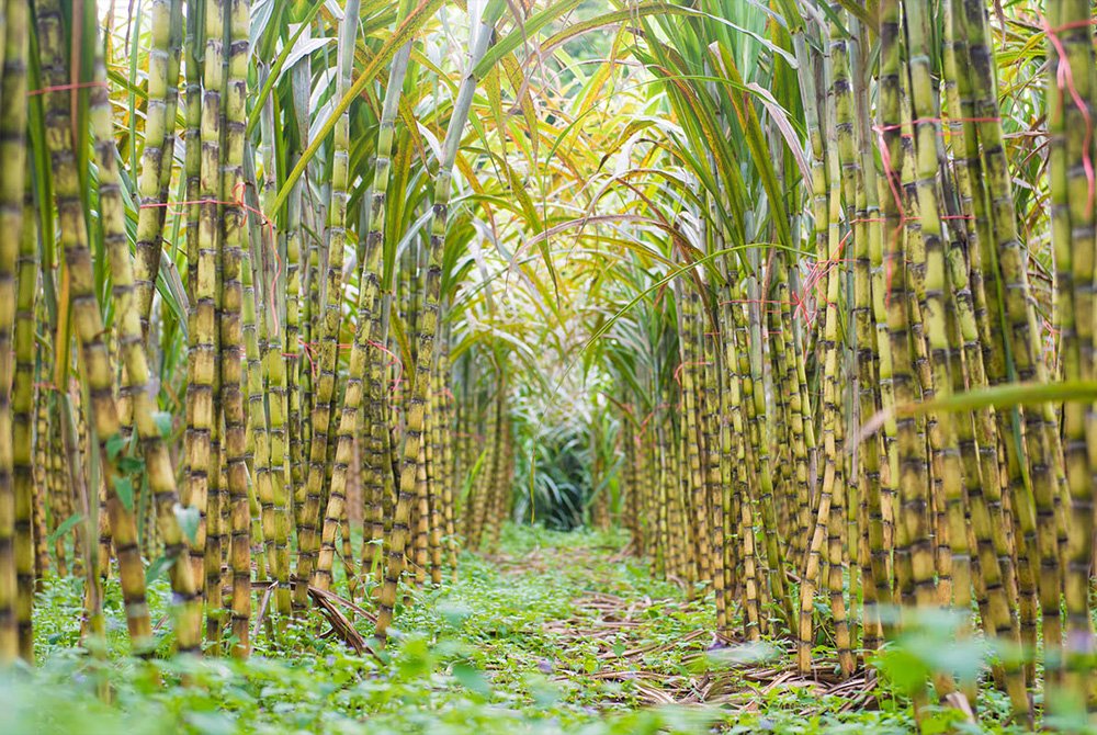 Vietnam can collect carbon credits from sugarcane by the end of this year